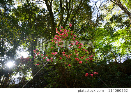 Mitsuba azalea blooming in the forest (Shingu Town, Shikoku Chuo City, Ehime Prefecture) Mitsuba azalea blooming in the forest (Shingu Town, Shikoku Chuo City, Ehime Prefecture) 114060362
