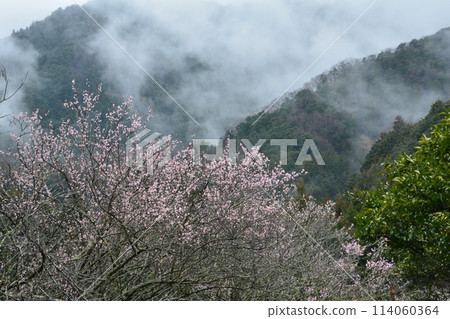 Plum blossoms and misty mountain ranges (Misato, Yoshinogawa City, Tokushima Prefecture) Plum blossoms and misty mountain ranges (Misato, Yoshinogawa City, Tokushima Prefecture) 114060364