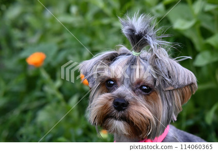 Cute dog photography, yorkshire terrier photo 114060365