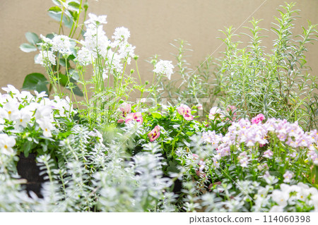 陽台上盛開的容器花:中提琴、白色馬鞭草、尼美西亞 陽台上盛開的容器花:中提琴、白色馬鞭草、尼美西亞 114060398