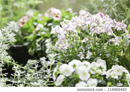 Container flowers blooming on the balcony: Nemesia, Viola Container flowers blooming on the balcony: Nemesia, Viola 114060402