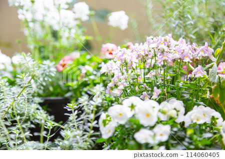 Nemesia, a container flower blooming on the balcony 114060405
