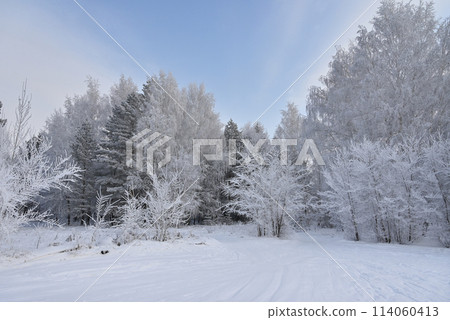 Trees in a winter landscape. Trees in frost. 114060413