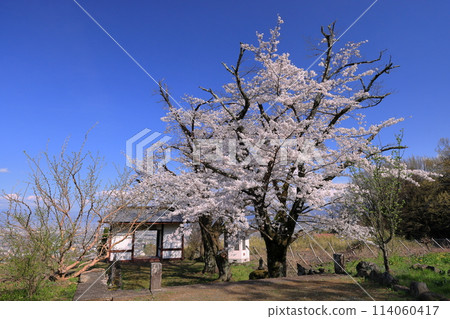 Cherry blossoms in full bloom and the temple gate of Ogamiyama Denjiin Temple, located on a hill overlooking the Kofu Basin, Kamimiyaji, Minami-Alps City, Yamanashi Prefecture Cherry blossoms in full bloom and the temple gate of Ogamiyama Denjiin Temple, located on a hill overlooking the Kofu Basin, Kamimiyaji, Minami-Alps City, Yamanashi Prefecture 114060417