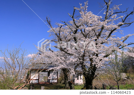 Cherry blossoms in full bloom and the temple gate of Ogamiyama Denjiin Temple, located on a hill overlooking the Kofu Basin, Kamimiyaji, Minami-Alps City, Yamanashi Prefecture Cherry blossoms in full bloom and the temple gate of Ogamiyama Denjiin Temple, located on a hill overlooking the Kofu Basin, Kamimiyaji, Minami-Alps City, Yamanashi Prefecture 114060423