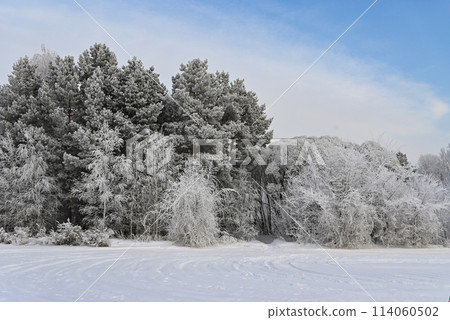 Trees in a winter landscape. Trees in frost. 114060502