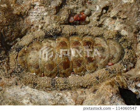 lepidochitona animal from the egypt beach lepidochitona animal from the egypt beach 114060547
