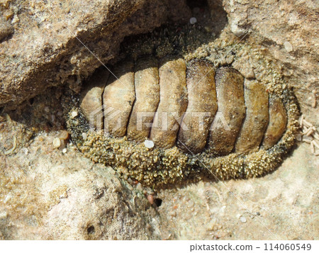 lepidochitona animal from the egypt beach lepidochitona animal from the egypt beach 114060549