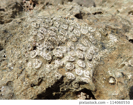 dead coral texture 114060550