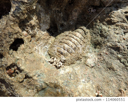 lepidochitona animal from the egypt beach lepidochitona animal from the egypt beach 114060551