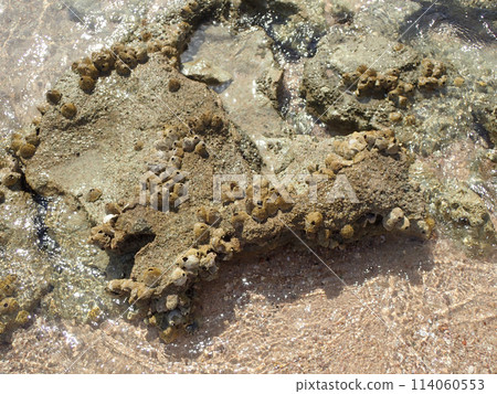 Cirripedia water animal from the Red Sea 114060553