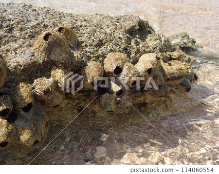 Cirripedia water animal from the Red Sea Cirripedia water animal from the Red Sea 114060554