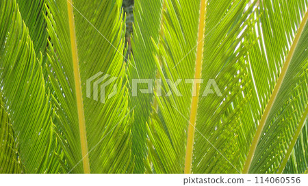palm leaf texture 114060556