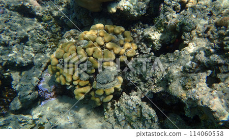 coral reef in Egypt, Makadi Bay 114060558