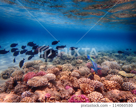 Indian sailfin tang (Zebrasoma desjardinii) fish 114060580