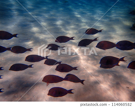 Indian sailfin tang (Zebrasoma desjardinii) fish Indian sailfin tang (Zebrasoma desjardinii) fish 114060582