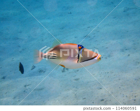 Picasso Triggerfish 114060591