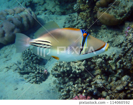 Picasso Triggerfish Picasso Triggerfish 114060592