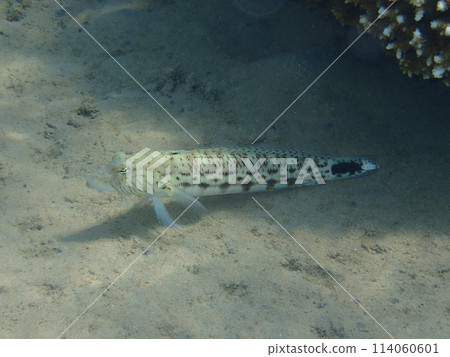 Speckled sandperch (parapercis hexophthalma) 114060601