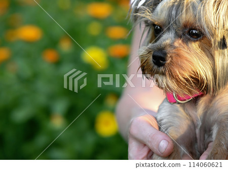 Yorkshire terrier dog portrait indoors with owner touching his head Yorkshire terrier dog portrait indoors with owner touching his head 114060621