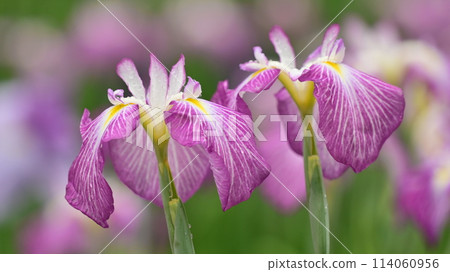 美麗的日本鳶尾（日本鳶尾） 114060956