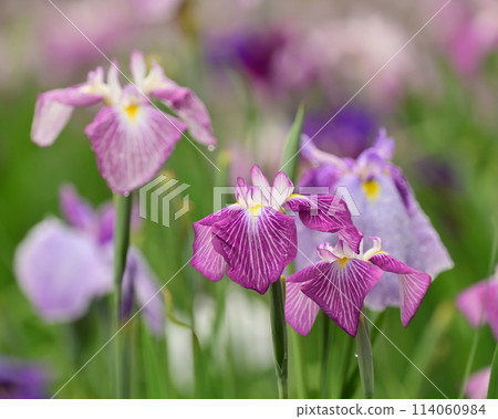 美麗的日本鳶尾（日本鳶尾） 114060984