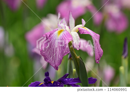 Beautiful Japanese iris (Japanese iris) 114060991