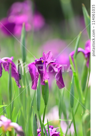 Beautiful Japanese iris (Japanese iris) Beautiful Japanese iris (Japanese iris) 114061035