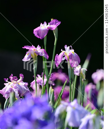 Beautiful Japanese iris (Japanese iris) Beautiful Japanese iris (Japanese iris) 114061045