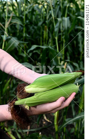 Close-up of green husked ear of corn in field 114061171