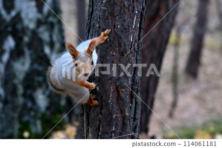 Young squirrel close-up on a tree Young squirrel close-up on a tree 114061181