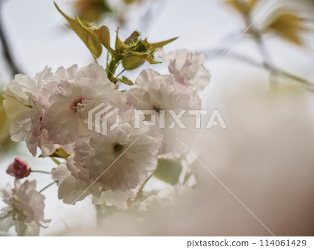 Double-flowered cherry blossoms Fugenzou Double-flowered cherry blossoms Fugenzou 114061429