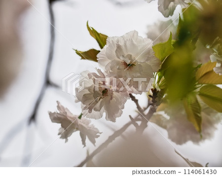 Double-flowered cherry blossoms Fugenzou Double-flowered cherry blossoms Fugenzou 114061430