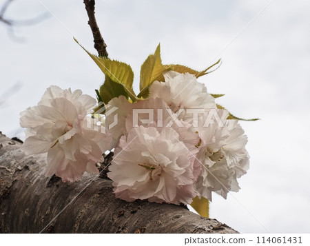 Double-flowered cherry blossoms Fugenzou Double-flowered cherry blossoms Fugenzou 114061431