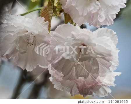 雙櫻花 雙櫻花 114061435