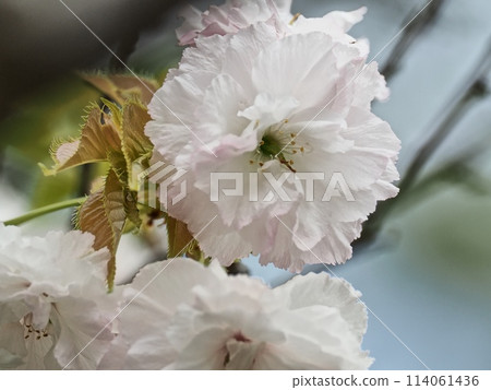 雙櫻花 雙櫻花 114061436