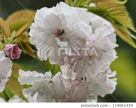 雙櫻花 114061439