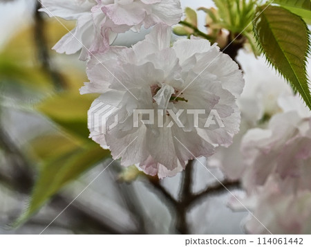 雙櫻花 雙櫻花 114061442