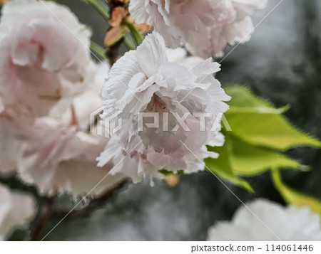 Double-flowered cherry blossoms Fugenzou 114061446