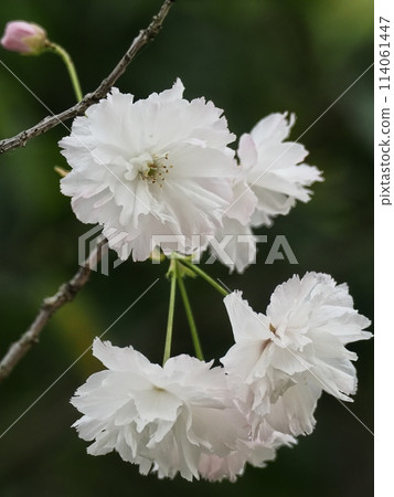 Double-flowered cherry blossoms Fugenzou 114061447