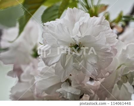 Double-flowered cherry blossoms Fugenzou 114061448