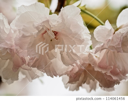 Double-flowered cherry blossoms Fugenzou 114061456