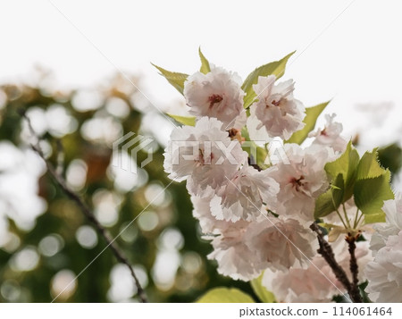 Double-flowered cherry blossoms Fugenzou Double-flowered cherry blossoms Fugenzou 114061464