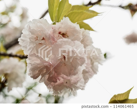 雙櫻花 114061465
