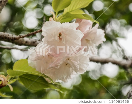 雙櫻花 114061466