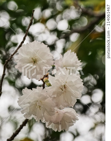 雙櫻花 114061467