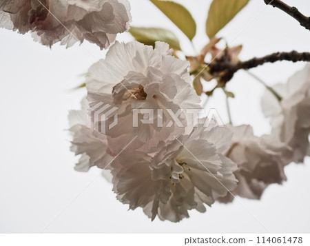 雙櫻花 雙櫻花 114061478