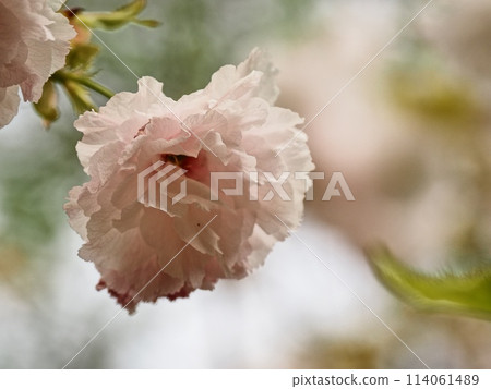 Double-flowered cherry blossoms Fugenzou 114061489