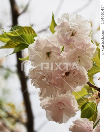 Double-flowered cherry blossoms Fugenzou Double-flowered cherry blossoms Fugenzou 114061494