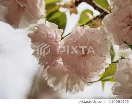 雙櫻花 雙櫻花 114061495